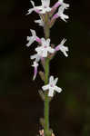 Carolina false vervain